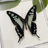 Los especímenes de mariposas reales que se envían directamente de fábrica han extendido sus alas, exhibiciones científicas para la enseñanza en el jardín de infantes, accesorios de tiro creativos manuales