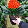 Plantas de Clivia en maceta al por mayor Plantas de Clivia plántulas grandes plantas en maceta plantas verdes flor de balcón interior plantas con floración en el año