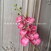 Alta qualidade 8 cabeça flor de cerejeira lábio borboleta orquídea sentir Phalaenopsis mesa nórdica decoração foto adereços design floral