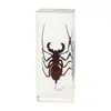 Especímenes de Insectos de Resina Real: Insectos Reales, Escarabajos, Arañas, Ciervos Voladores, Escarabajos Rinoceronte, Escorpiones, Ciempiés, Cangrejos, Mantis Religiosas, Adornos de Especímenes