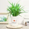 Planta Araña Borde Dorado en Maceta Planta Verde Flor Interior Hidropónica Planta Purificadora de Aire para Sala de Estar Fácil de Cuidar Planta Milagrosa Purificadora