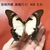Venta Directa al Por Mayor de Fábrica de Especímenes Reales de Mariposas con Alas Extendidas, Diversos Insectos y Escarabajos, Accesorios para Fotos, Educación Científica, Especímenes Naturales