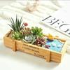 Set de Plantas Suculentas Combinación Maceta Interior Oficina A Prueba de Radiación Creativo DIY Planta en Maceta Incluyendo Yiling