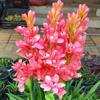 Bulbos de Tuberosa com Múltiplas Cabeças e Pétalas Duplas, Plantas em Vasos com Fragrância Forte, Cor Branca, Adequado para Varanda, Jardim, Exterior, Plantas e Flores Tolerantes à Seca