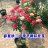 Arbusto de Rosas con Forma de Árbol de Paleta Multicolor para Balcón, Rosa de Árbol Viejo Estilo Europeo con Fragancia Fuerte, Florece en Todas las Estaciones, Adecuado para Jardín y Cultivo en Maceta