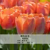 Bulbos de Tulipa para Venda no Atacado, Variedade de Pétala Simples, 1 Bulbo por Pacote, Bulbos de 5 Graus, Plantas de Flores de Interior em Vasos, Floresce o Ano Todo, Fácil de Cuidar