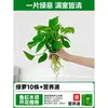 Servicio de Envío Directo de Una Pieza para Plantas de Centella Asiática Hidropónicas, Plantas en Maceta de Tocón Viejo para Cultivo en Agua en Interiores y Exteriores, Centella de Hoja Grande con Raíces Fáciles de Cultivar