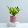 Samambaia Ninho de Pássaro Flamejante Planta em Vaso Folhagem Perene Pequena Planta Verde Mesa de Escritório Interior Flor Fácil de Cuidar Planta Verde