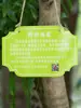 Etiquetas para el Día de Plantar Árboles, Etiquetas Personalizadas para Adopción e Identificación de Árboles, Etiquetas de Protección para Árboles, Etiquetas para Árboles de Clase, Etiquetas Pequeñas para Árboles para Niños