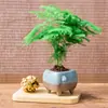 Plantas de Espárragos en Maceta Plantas Verdes de Interior para Oficina Plántulas Bonsái Bambú Nube Enano Tangshan Flor de Viento Maceta Plantas Pequeñas en Maceta