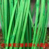 Tiras de bambú teñidas al por mayor Rojo Amarillo Azul Verde coloridas florales boda fila de bambú decoración bambú tejido a mano diy bambú Seda