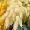 Flores Secas, Cola de Conejo, 60 Piezas/Manojo, Ramo de Lujo Ligero, Adornos de Flores Reales, Pequeño Ramo de Flores Eternas Regalo, Materiales de Flores Reales