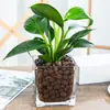 Plantas hidropónicas, Reina Ruyi, plantas en maceta, potos, plantas de interior, gardenia, palma roja, rojo auspicioso, flores verde jade
