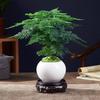 Dropshipping Bambú Arena Púrpura Maceta Planta de Interior Planta Verde de Oficina Bambú Zen Chino Musgo Flores Fáciles de Cultivar