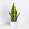 Planta de Piel de Tigre Artificial Planta en Maceta Interior y Exterior Decoración del Hogar Planta Verde Agave Sisal Bonsái Sala de Estar Planta Pequeña en Maceta Adorno Venta al por Mayor