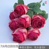 Rosa redonda de borde tostado de 7 cabezas rosa redonda de borde tostado de 2 cabezas comercio exterior mayoreo flor artificial decoración de ventana para el hogar flor de seda