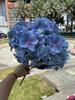 Novo comércio exterior 5 cabeça 3D mão hortênsia 5 cabeça arco-íris hortênsia rosa escuro casamento flores falsas macias atacado