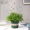 Plantas em Vasos de Flores de Lavanda para Interior e Exterior Sala de Estar Varanda Plantas Verdes Fáceis de Cultivar em Todas as Estações Mudas de Flores com Botões