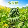 Guangxi prohíbe los plátanos verdes y los plátanos Xiaomi. Entrega de plátanos enteros de 2/3/5/ 4,5 kg con tallo, dulces y pegajosos, fruta fresca en cajas enteras