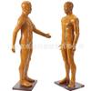 Modelo de acupuntura humana de alta definición de 85CM modelo óseo muscular visceral modelo de punto de acupuntura de meridiano de medicina tradicional china modelo de bronce