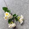 Simulación Jazmín Individual Múltiples Cabezas Jazmín Pequeño Jardín Monet Pequeño Fresco Boda Arreglos Florales Paisaje Disparo Accesorios