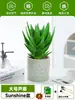 Ciudad sin Noche Planta de Aloe Vera en Maceta Planta Verde Purificadora de Aire de Interior Suculenta para Escritorio de Oficina Flor de Cuatro Estaciones Cactus Plántula de Aloe Vera