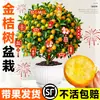 Plántulas de Árbol de Kumquat, Plantas en Maceta, Comestible con Piel Crujiente, Naranjas de Cuatro Estaciones, Flores de Interior y Plantas Verdes para la Sala de Estar, Enviado con Fruta