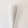 Pequeña Cola de Conejo de Caña Hierba Flor Inmortal Ramo DIY Producto Terminado Decoración Flor Real Adornos de Instagram Hierba de la Pampa Flores Secas Transfronterizo