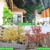 Ramas de Árbol de Simulación Enverdecimiento Hojas de Árbol Falsas Decoración de Ingeniería de Jardín Accesorios para Actuaciones de Árbol Grande Hojas de Higuera Recubiertas de Pegamento Rama de Paisajismo