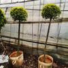 Dropshipping Folha Linda Ligustro Folha Dourada Ligustro Jardinagem Paisagismo Mudas de Folhas Coloridas o Ano Todo Sempre Verde Pátio Varanda