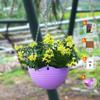 Orquídea Dendrobium Officinale Tocón de Árbol Plántulas Plantas Verdes de Oficina Plantas Acuáticas Hidropónicas Escritorio Pequeñas Macetas Bonsái