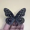 Venta Directa al Por Mayor de Fábrica de Especímenes Reales de Mariposas con Alas Extendidas, Diversos Insectos y Escarabajos, Accesorios para Fotos, Educación Científica, Especímenes Naturales