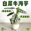 Rinoceronte Blanco Lirio de Calas Plantas en Maceta en la Sala de Estar y Escritorio de Oficina Plantas Verdes para Alimentar Durante Todo el Año Plantas Tropicales Populares y Florales