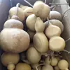 Venta al por mayor de fábrica de calabazas medianas con defectos, color y forma aleatorios, adecuadas para la práctica