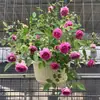 Dropshipping Sucos Varanda Mudas de Rosa Rosas Florindo Flores em Vasos Plantas Trepadeiras Cipós Rosa Plantas Verdes