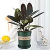 Planta de Caucho Black Diamond en Maceta para Uso en Interiores y Exteriores, Planta Verde para Purificación del Aire, Planta en Maceta para Escritorio de Oficina, Planta Verde de Cuatro Estaciones