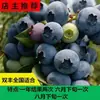 Venda de mudas de mirtilo por drop-shipping, mudas de mirtilo para plantio em vasos e no solo, mudas de frutas com frutos grandes, adequadas para plantio tanto no norte quanto no sul, olho de coelho verde