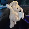 Caja de pañuelos para coche, popular y linda muñeca de conejo de peluche para mujeres, nueva caja de pañuelos, nueva bolsa colgante de pañuelos para coche