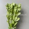 Arranjo de flores eternas folha laranja com ramos de folhagem, materiais florais DIY com toque de alta qualidade, atacado de fabricante de Yunnan, decoração de flores eternas