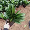 Plantas em vasos de Clivia Four Seasons com brotos, mudas, plantas com flores, plantas verdes de fácil cultivo para ambientes internos, fáceis de cultivar em hidroponia e plantas suculentas