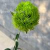 Simulação Cravo Verde simulação planta casa arranjo flor decoração planta verde fotografia ao ar livre adereços vestido de noiva flor