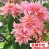 Buganvilia con flores, plántula grande, en maceta, florece todo el año, enredadera trepadora, planta de pétalos dobles, balcón interior, Tingmai Taibao