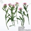 Flores secas reais com galhos de folhas de bola de neve perfumadas, adesivos, espécimes de plantas, abajur de mesa em relevo, capa de celular, marcador de página