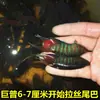 Pez Betta Chino Pez de Agua Fría Cola de Forca Común Fácil de Criar Pez Ornamental Cola de Forca Azul Fuego Australiano No Necesita Cambiar el Agua Alevín de Pez Betta Chino Cola de Forca Común Gigante