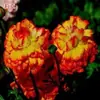 Bulbos de Ranúnculo, bulbos de Peônia, Peônias de flor dobrada, plantas fáceis de cultivar e resistentes para todas as estações, mudas de flores em vasos