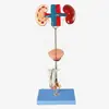 Modelo do Sistema Urogenital Masculino A14003