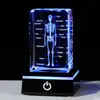 Decoração de Interiores de Cristal Médico Cubo de Cristal K9 Coração 3D, Pulmão, Esqueleto, Dentes, Cérebro Modelo 3D de Anatomia Transfronteiriço