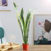 Planta Orquídea Tigre de Phnom Penh Interior Sala de Estar Balcón Pequeña Maceta Planta Verde Grande Purificadora de Aire Hidropónica Orquídea Enana Cola de Tigre