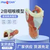 Modelo de Anatomía de Cartílago de Garganta Humana Médica, Garganta, Oral, Tiroides, Materiales Didácticos, Otorrinolaringología