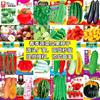 Semillas de Verduras Sembradas en Macetas para Todas las Estaciones, Balcón Patio, Cilantro, Hojas Verdes, Frijoles, Lechuga, Chalotes, Semillas de Espinaca